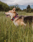 Elements in Pink Dog Collar