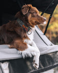 Overland Forest Dog Collar