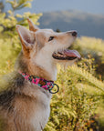 Hibiscus Floral Dog Collar