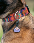 Elements in Pink Dog Collar