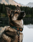 Overland Forest Dog Collar