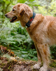 Overland Forest Dog Collar