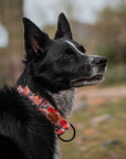 Cactus Bloom Dog Collar