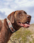 Desert Coyote Dog Collar