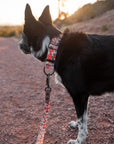 Cactus Bloom Dog Collar