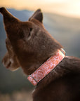 Harvest Squirrel Dog Collar