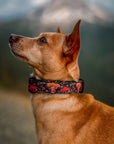 Midnight Mushroom Dog Collar