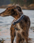 Orca Island Dog Collar