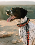 Rover Buckle-On Martingale Collar