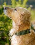 Evergreen Wild Dog Collar