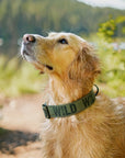 Evergreen Wild Dog Collar