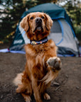 Campfire Dog Collar