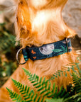Harvest Moon Dog Collar