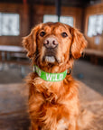 Neon Green WILD Dog Collar