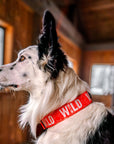 Neon Orange WILD Dog Collar