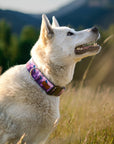 Lupine Fields Dog Collar