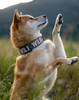 Topo WILD Dog Collar