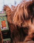 Olive Raccoon Dog Collar