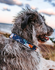 Harvest Moon Dog Collar