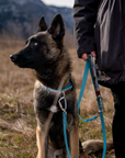 Teton Sunrise Dog Collar