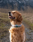 Teton Sunrise Dog Collar