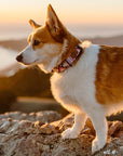 Huckleberry Geo Dog Collar