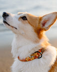 Honey Bee Dog Collar