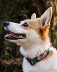 Emerald Owl Dog Collar
