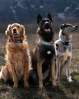 Kenai River Dog Collar