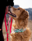 Butterfly Garden Dog Collar