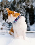 Dragonfruit Dog Collar