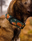 Belgian Malinois wearing Green Floral Dog Collar