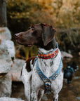 Let's Hike Fall Dog Collar