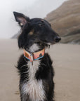 Cannon Beach Dog Collar