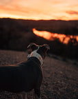 Aztec Dog Collar on gray pit bull