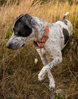 Honey Bee Dog Collar