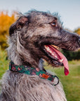 Enchanted Dog Collar