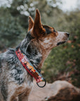 Let's Hike Fall Dog Collar
