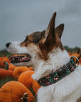 Enchanted Dog Collar