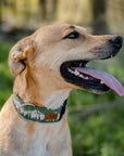 Tan Mutt wearing Green Mountain Dog Collar