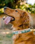 Golden Retriever sized Hiking Dog Collar