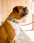 Bigfoot Dog Collar