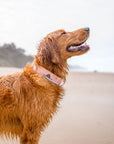 Cannon Beach Dog Collar