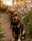 Honey Bee Dog Collar