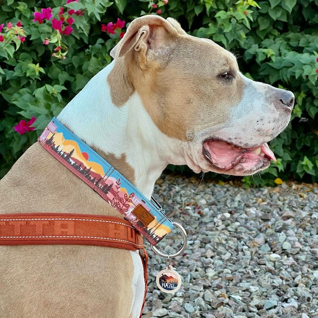 Dog Collar Flower, Shiba Inu Harness, Pitbull