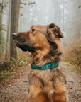 Olympia Dog Collar