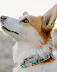 Female Corgi wearing Hiking Dog Collar