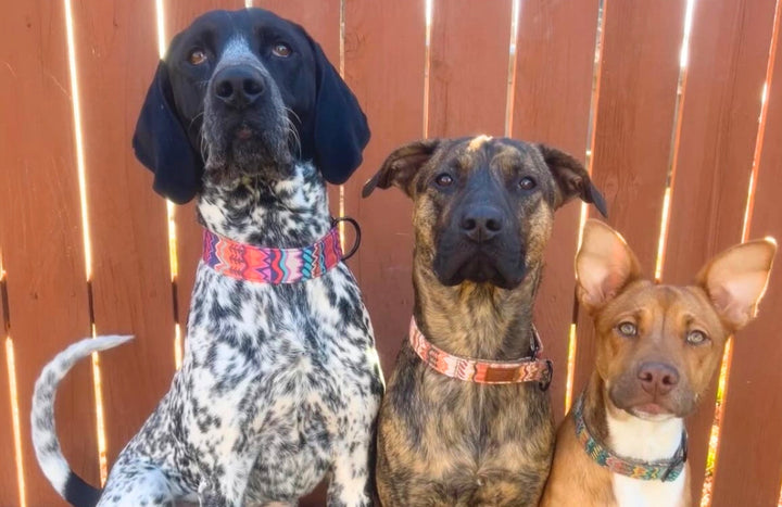 Hound Highlights: Foster Dogs Finding Their Forever Homes