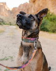 Yosemite Parkside Buckle-On Martingale Collar