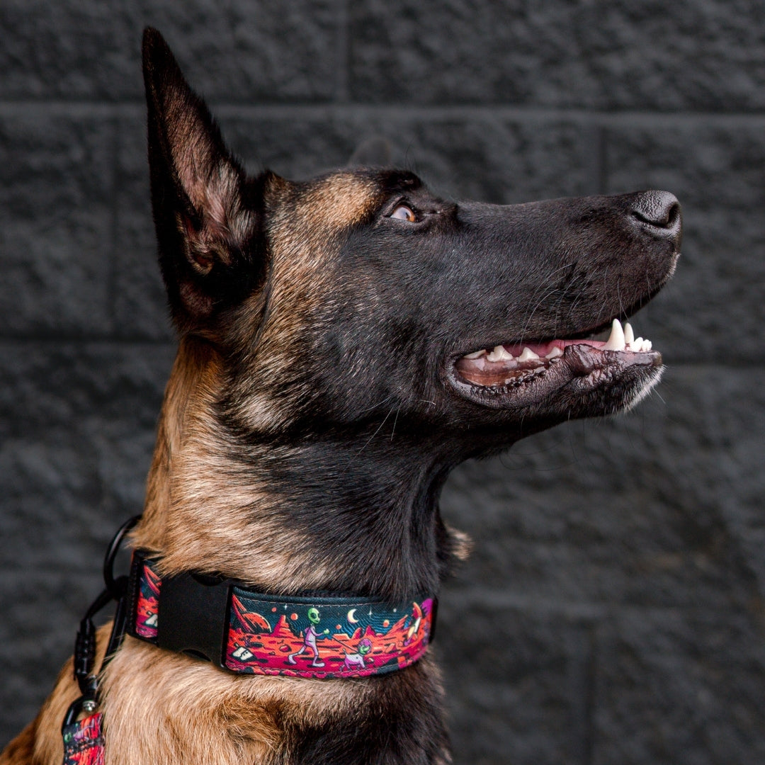 Rover Collar